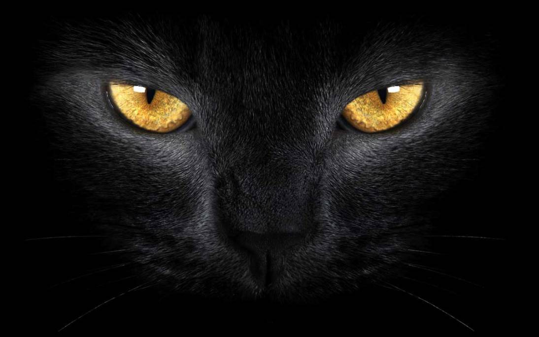 gato negro