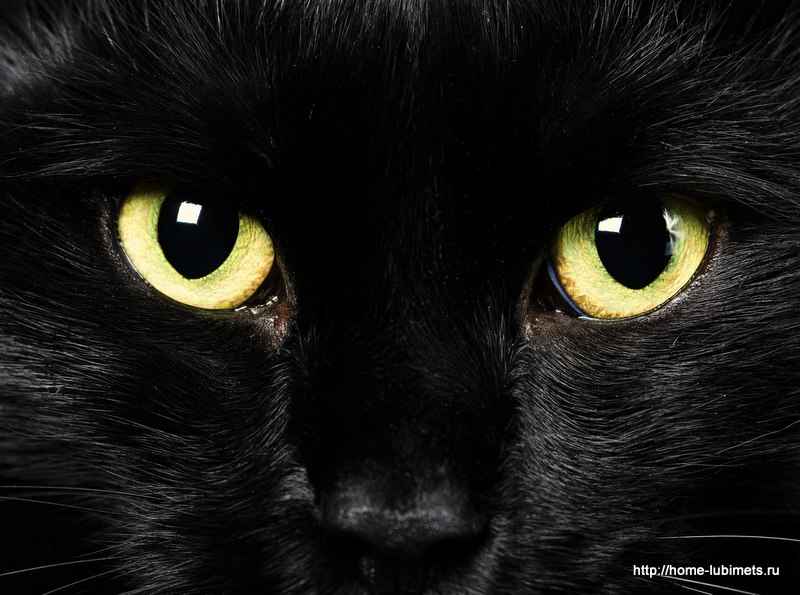 gato negro
